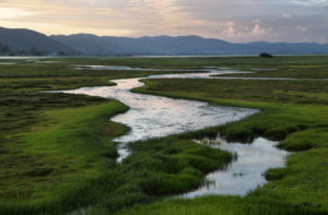 39581499 - knysna wetlands at sunset, south africa