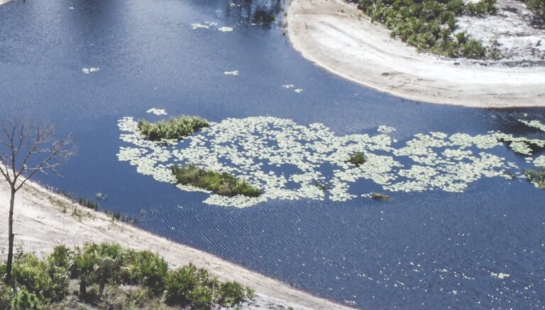 Why Wetland Restoration Matters for Florida’s Future